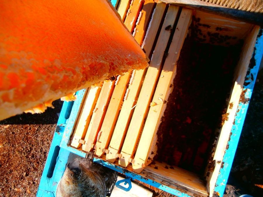 open hive with bees in nature from 'Naos' farm